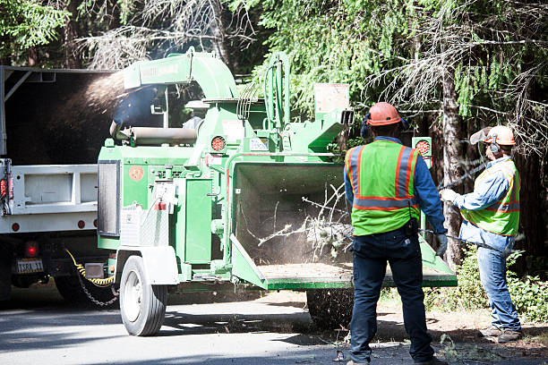 Trusted Boerne, TX Tree Services Experts